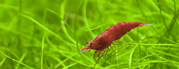 Cherry Shrimp among plants